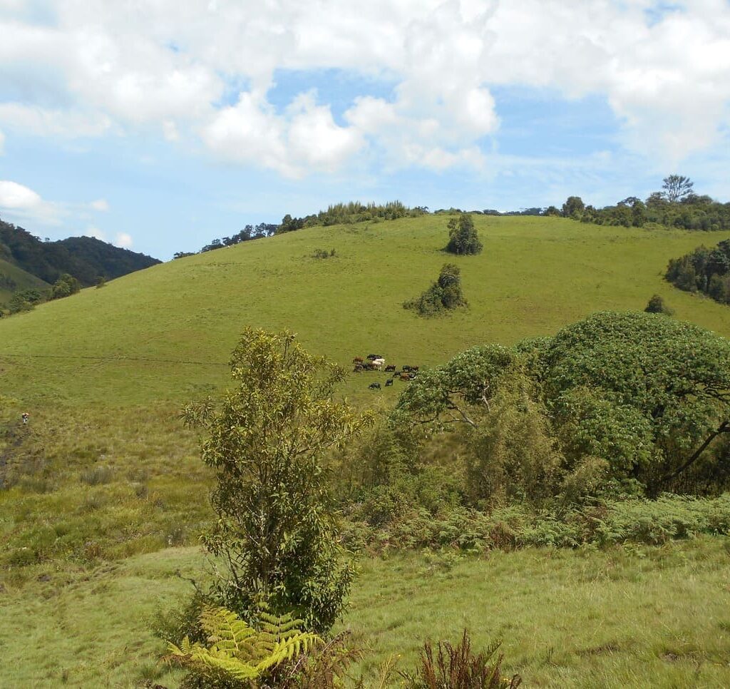 Paysage verdoyant de collines et de pâturages naturels avec du bétail, illustrant la gestion durable des ressources naturelles et la préservation de la biodiversité.