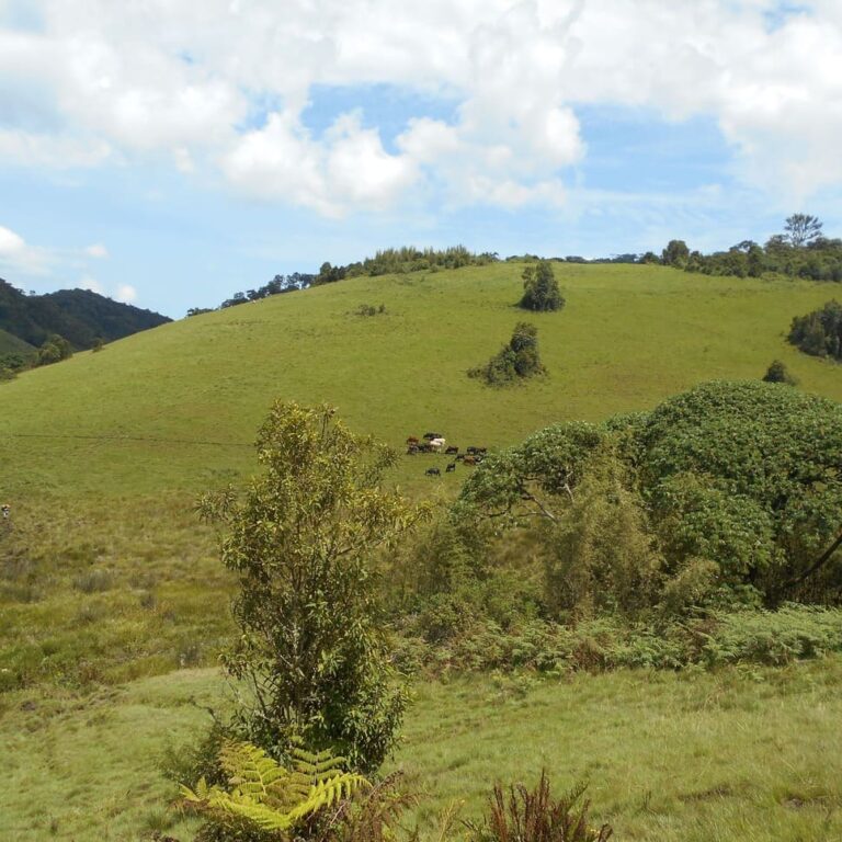 Paysage verdoyant de collines et de pâturages naturels avec du bétail, illustrant la gestion durable des ressources naturelles et la préservation de la biodiversité.